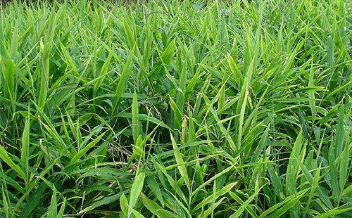 生姜叶枯病的症状、病原、侵染、发生规律及防治措施